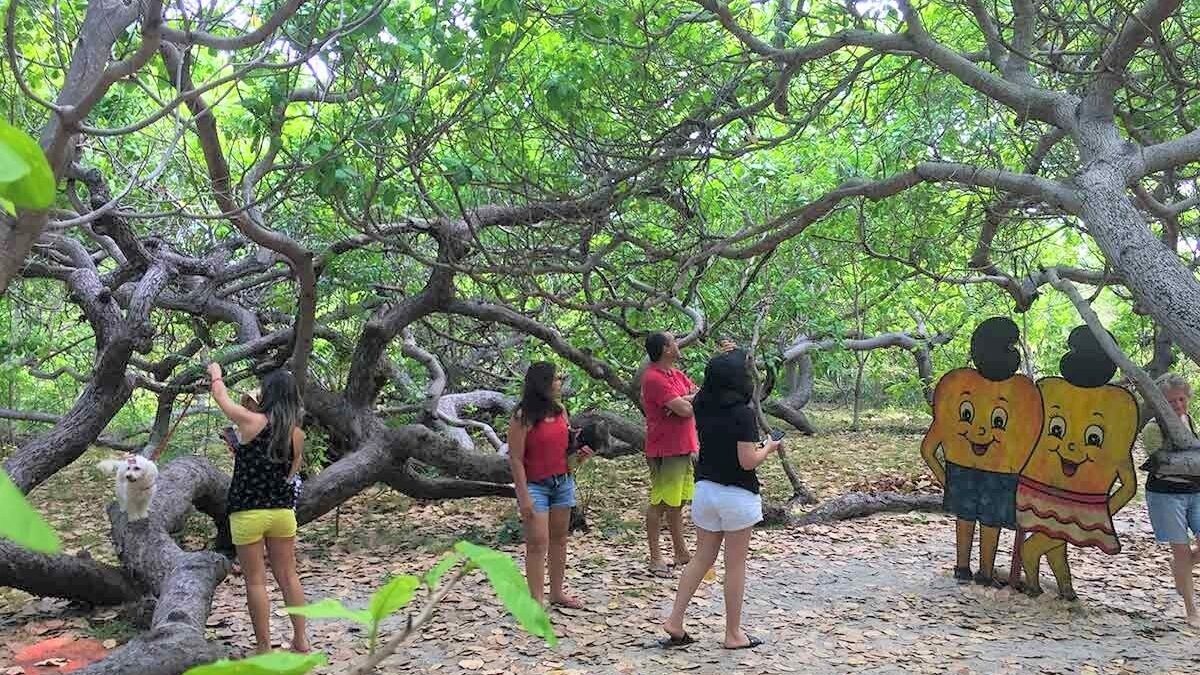 Qual O Maior Cajueiro Do Mundo Cajueiro De Pirangi Ou O Cajueiro Rei